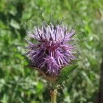 Carthamus caeruleus 花