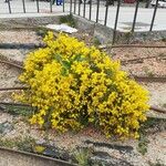 Genista acanthoclada Συνήθη χαρακτηριστικά