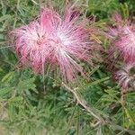 Calliandra brevipes Květ