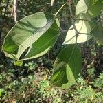 Morisonia americana Leaf