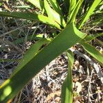 Yucca rupicola Habit