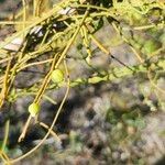 Cassytha filiformis Fruit