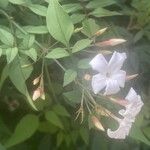 Jasminum officinale पत्ता