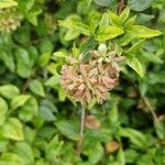 Abelia chinensis برگ