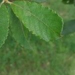 Salix cinerea Leaf