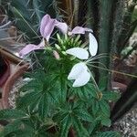 Cleome spinosa Flower