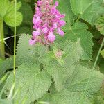 Stachys chamissonis Blomma
