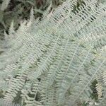 Polystichum setiferum Blad