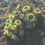 Aeonium diplocyclum Pokrój