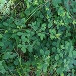 Lespedeza violacea Leaf