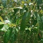 Ficus coronata Leaf