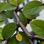 Cotoneaster integerrimus Bark