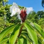 Cheilocostus speciosus Květ