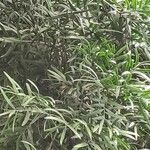 Afrocarpus falcatus Blatt
