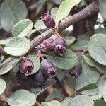 Cotoneaster acutifolius Fruit