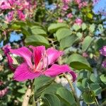 Bauhinia purpureaLeaf