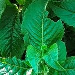 Monarda didyma Blad