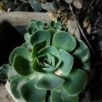 Echeveria australis Leaf