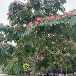 Albizia julibrissinपत्ता