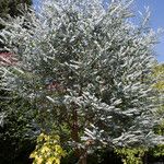 Eucalyptus pulverulenta Habit