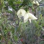 Clematis cirrhosa പുഷ്പം