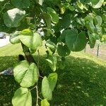 Cercis siliquastrumЛисток