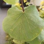 Cercis occidentalis Hostoa