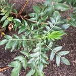 Bencomia caudata Leaf