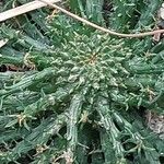 Euphorbia flanaganii Leaf