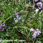 Oxytropis lapponica फूल