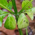 Dipsacus pilosus Casca