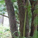 Cephalotaxus fortunei Bark