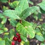 Shepherdia canadensis Leaf