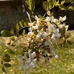 Robinia pseudoacaciaKukka