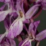 Orchis canariensis Flower