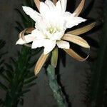 Cereus spegazzinii Leaf