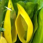 Lysichiton americanus Flor