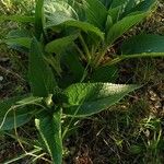 Phlomis herba-ventiHoja