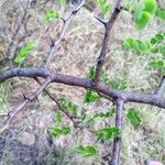 Haematoxylum campechianum Blad