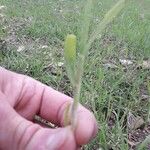 Triticum monococcum Blad