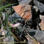 Lathyrus saxatilis Квітка