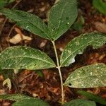 Bonafousia macrocalyx Folla