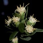 Archidasyphyllum diacanthoides Λουλούδι