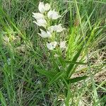 Cephalanthera × schulzei Blomma