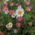 Erigeron karvinskianusKwiat