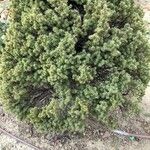 Picea glauca Folha