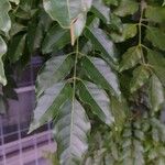 Fraxinus griffithii Foglia