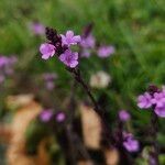 Verbena officinalis Fula