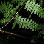 Pteris intricata Leaf