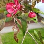 Malus × floribunda पत्ता